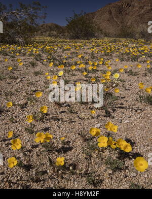 Feuille de pavot de la paroisse, Eschscholzia parishii, en fleurs au début du printemps, le parc national Joshua Tree, en Californie. Banque D'Images