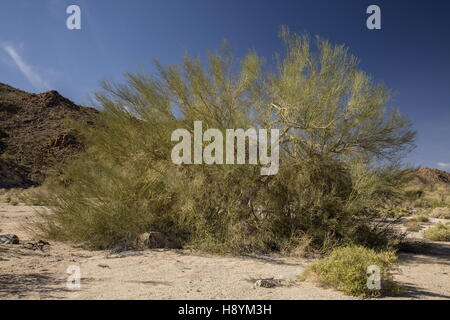 Palo Verde bleu arbre, Parkinsonia florida, en hiver sur la rivière-wash, désert de Sonora, en Californie. Banque D'Images