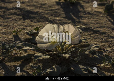 Onagre Oenothera, dune deltoides en fleurs en Anza-Borrego, désert de Sonora, en Californie. Banque D'Images