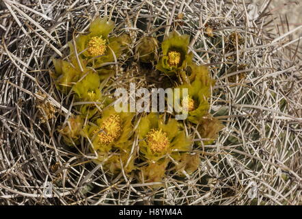 Cactus Ferocactus cylindraceus, baril, en fleurs ; désert de Sonora, en Californie. Banque D'Images