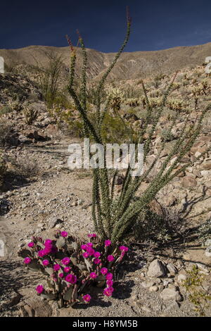 Cactus, Opuntia basilaris de castor, en fleurs dans l'Anza-Borrego Desert State Park, désert de Sonora, en Californie. Banque D'Images