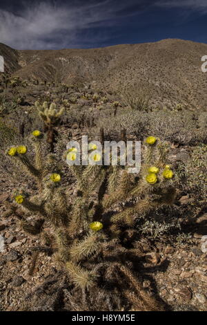 La Gander Cholla, ganderi Cylindropuntia en fleur, Anza-Borrego Desert State Park, désert de Sonora, en Californie. Banque D'Images