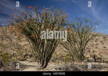 La société, Fouquieria splendens, en fleurs dans le désert californien. Anza-Borrego Desert State Park, désert de Sonora, en Californie Banque D'Images