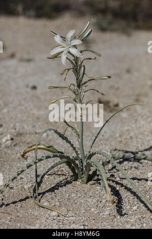 Hesperocallis undulata, Desert Lily, en fleurs dans le désert californien. Anza-Borrego Desert State Park, désert de Sonora, Califo Banque D'Images