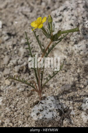 Whitestem Blazingstar, Mentzelia albicaulis en fleurs en Anza-Borrego, désert de Sonora, en Californie. Banque D'Images