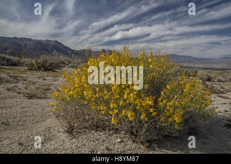 Senna, Senna armata du désert, en fleurs dans le désert californien. Anza-Borrego Desert State Park, désert de Sonora, en Californie. Banque D'Images