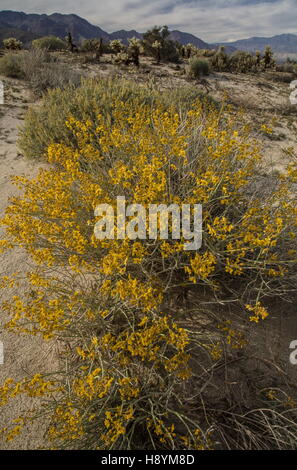 Senna, Senna armata du désert, en fleurs dans le désert californien. Anza-Borrego Desert State Park, désert de Sonora, en Californie. Banque D'Images