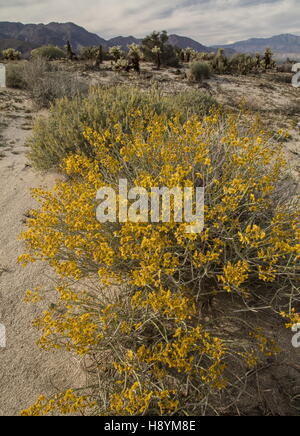 Senna, Senna armata du désert, en fleurs dans le désert californien. Anza-Borrego Desert State Park, désert de Sonora, en Californie. Banque D'Images