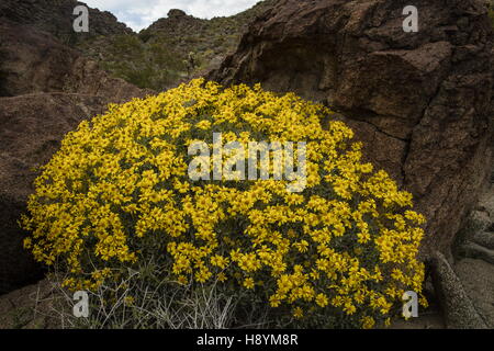 Brittlebush, Encelia farinosa, en fleurs dans le désert californien. Anza-Borrego Desert State Park, désert de Sonora, en Californie. Banque D'Images