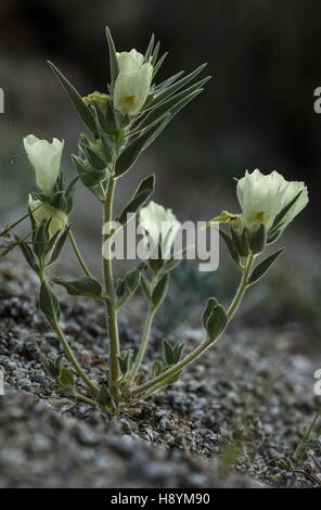 Mohavea confertiflora Ghost, de fleurs en fleurs en lavage de gravier, Anza-Borrego Desert State Park, désert de Sonora, en Californie. Banque D'Images