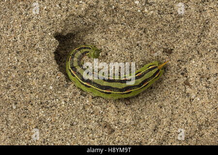 Bordée de blanc, sphinx Hyles lineata caterpillar, creusant son terrier de nymphose dans le sable, désert californien. Banque D'Images