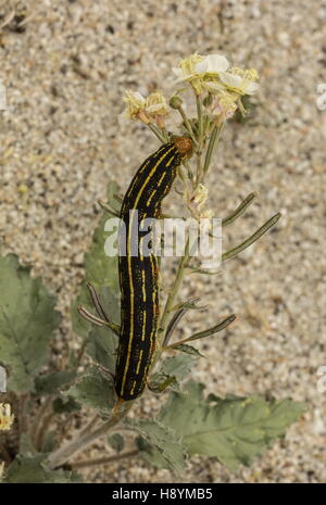 Bordée de blanc, sphinx Hyles lineata caterpillar, se nourrissant de Brown-eyed primrose, désert californien. Banque D'Images