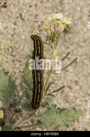 Bordée de blanc, sphinx Hyles lineata caterpillar, se nourrissant de Brown-eyed primrose, désert californien. Banque D'Images