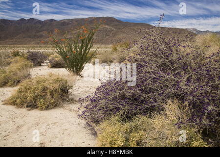 Le désert californien en fleur, avec la société, de l'Indigo Bush, etc de maquis dans la région de Coyote Canyon, Anza-Borrego Desert State Park Banque D'Images