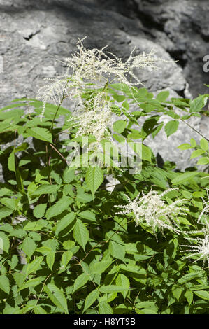 Barbe de chèvre, Aruncus dioicus Banque D'Images