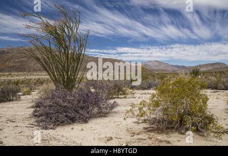 Le désert californien en fleur, avec la société, de l'Indigo Bush, etc de maquis dans la région de Coyote Canyon, Anza-Borrego Desert State Park, désert de Sonora, Cali Banque D'Images