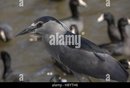 Hot Night Heron, au début du printemps. La Californie, au bord du lac. Banque D'Images