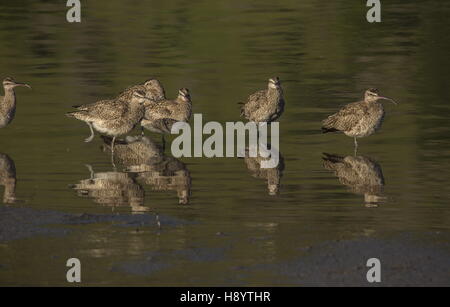 Courlis corlieu Numenius phaeopus, le repos et l'alimentation du groupe, sur les vasières côtières à la fin de l'hiver Banque D'Images