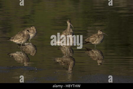 Courlis corlieu Numenius phaeopus, le repos et l'alimentation du groupe, sur les vasières côtières à la fin de l'hiver Banque D'Images