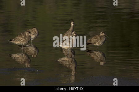 Courlis corlieu Numenius phaeopus, le repos et l'alimentation du groupe, sur les vasières côtières à la fin de l'hiver Banque D'Images