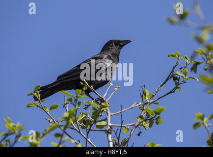 American Crow Corvus brachyrhynchos, perché dans l'arbre, en Californie. Banque D'Images