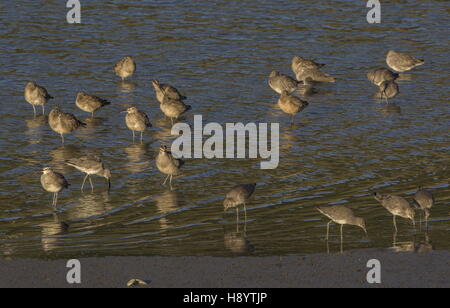 Courlis corlieu Numenius phaeopus, repos et à l'alimentation par groupe, Willets sur vasières côtières à la fin de l'hiver Banque D'Images