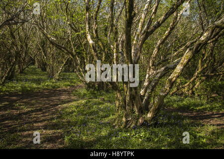 Chemin à travers l'ancienne hazel coppice avec fleurs de printemps, près de Penmaen, Péninsule de Gower, Galles du Sud. Banque D'Images