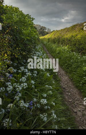 Sentier à travers des masses de Ramsons ou ail sauvage, Allium ursinum sur la péninsule de Gower, Galles du Sud. Banque D'Images