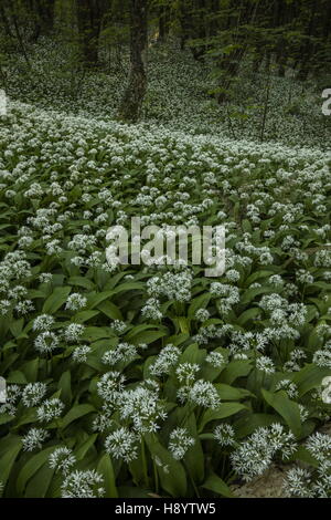 Masses de Ramsons ou ail sauvage, Allium ursinum sur la péninsule de Gower, Galles du Sud. Banque D'Images