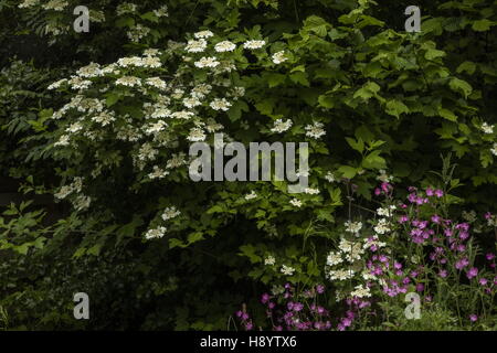 Coin d'arbustes avec Guelder Rose, red campion, Hazel etc dans un jardin de la faune, Dorset. Banque D'Images