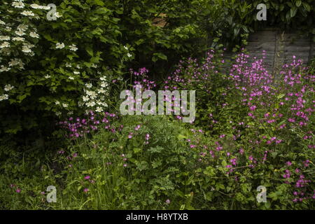 Coin d'arbustes avec Guelder Rose, red campion, Hazel etc dans un jardin de la faune, Dorset. Banque D'Images