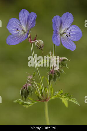 Géranium sanguin Geranium sylvaticum, prairie en fleurs, songe d'une prairie. Banque D'Images