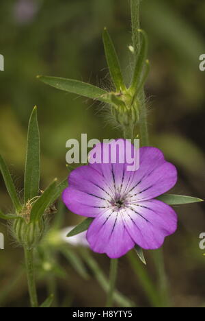 La nielle, Agrostemma githago en fleurs et des fruits dans un champ. Banque D'Images