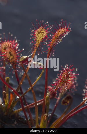 Oblong-leaved Sundew, Drosera intermedia, sur la surface de la tourbière ; lumière du soir. Le Dorset. Banque D'Images