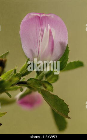 Reste commun à Harrow, Ononis repens en fleur. Banque D'Images