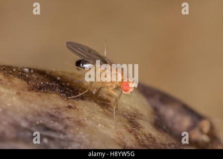 Homme politique fruit fly, Drosophila melanogaster, pourrissant sur les bananes. Banque D'Images