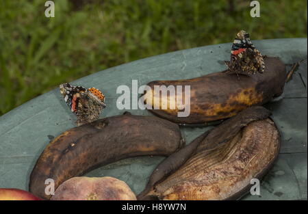 L'amiral rouge, Vanessa atalanta sur alimentation banane post dans le jardin. Banque D'Images