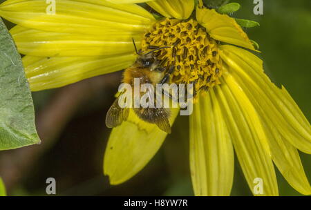 Carde commun, Bumblebee Bombus pascuorum visiter fleur de jardin. Le Dorset. Banque D'Images