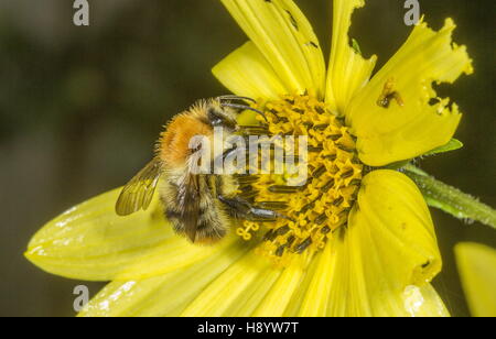 Carde commun, Bumblebee Bombus pascuorum visiter fleur de jardin. Le Dorset. Banque D'Images