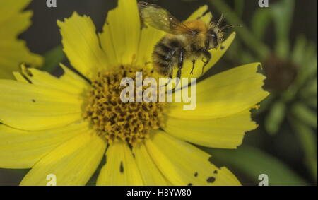 Carde commun, Bumblebee Bombus pascuorum en vol, la visite de la fleur de jardin. Le Dorset. Banque D'Images