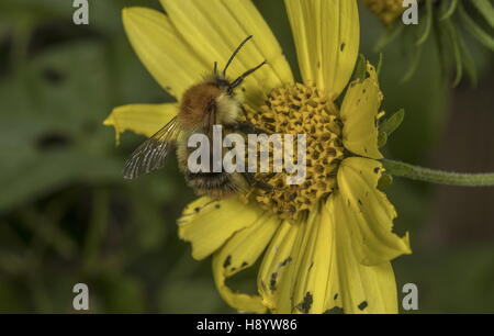 Carde commun, Bumblebee Bombus pascuorum visiter fleur de jardin. Le Dorset. Banque D'Images