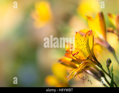 Lily péruvienne jaune Alstroemeria aurea (fleurs) Banque D'Images