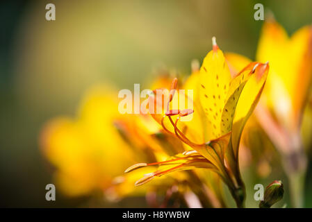 Lily péruvienne jaune Alstroemeria aurea (fleur) Banque D'Images