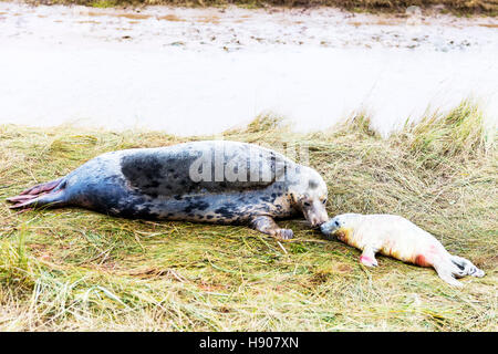 Le Lincolnshire, au Royaume-Uni. 17 novembre, 2016. Donna Nook colonie de phoques gris revenir à la côte est du Lincolnshire UK Angleterre d'avoir leurs petits 17-11-2016 nouveau né pup près de Mother kissing newborn pup Crédit : Tommy (Louth)/Alamy Live News Banque D'Images