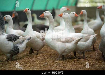 Fellbach, Allemagne. 17 novembre, 2016. Stand d'oies dans une stalle à Bauerle farm à Fellbach, Allemagne, 17 novembre 2016. Les animaux ont été poussés à l'cale après Bade-wurtemberg a ordonné un satewide obligation de confinement pour les volailles domestiques et commerciales à la suite d'une propagation de la grippe aviaire. Photo : FRANZISKA KRAUFMANN/dpa/Alamy Live News Banque D'Images