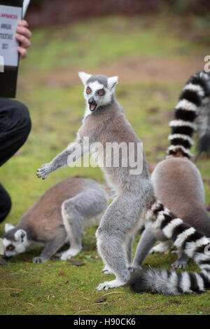 Le zoo de Whipsnade, Dunstable, UK. 10 janvier 2017. Des milliers d'animaux sont comptées au ZSL zoo de Whipsnade zoo comme des engins Jusqu'à la plus grande tâche de l'année - le bilan annuel de 2017. Maison à plus de 3 300 animaux, les détenteurs sur le zoo le plus grand faire le point de tous les oiseaux, invertébrés, poissons, mammifères, reptiles et amphibiens. Andrew Walmsley/Alamy Live News Banque D'Images