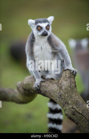 Le zoo de Whipsnade, Dunstable, UK. 10 janvier 2017. Des milliers d'animaux sont comptées au ZSL zoo de Whipsnade zoo comme des engins Jusqu'à la plus grande tâche de l'année - le bilan annuel de 2017. Maison à plus de 3 300 animaux, les détenteurs sur le zoo le plus grand faire le point de tous les oiseaux, invertébrés, poissons, mammifères, reptiles et amphibiens. Andrew Walmsley/Alamy Live News Banque D'Images