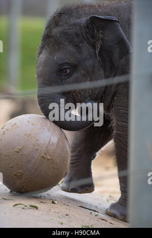 Le zoo de Whipsnade, Dunstable, UK. 10 janvier 2017. Des milliers d'animaux sont comptées au ZSL zoo de Whipsnade zoo comme des engins Jusqu'à la plus grande tâche de l'année - le bilan annuel de 2017. Maison à plus de 3 300 animaux, les détenteurs sur le zoo le plus grand faire le point de tous les oiseaux, invertébrés, poissons, mammifères, reptiles et amphibiens. Andrew Walmsley/Alamy Live News Banque D'Images