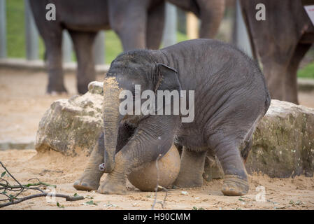 Le zoo de Whipsnade, Dunstable, UK. 10 janvier 2017. Des milliers d'animaux sont comptées au ZSL zoo de Whipsnade zoo comme des engins Jusqu'à la plus grande tâche de l'année - le bilan annuel de 2017. Maison à plus de 3 300 animaux, les détenteurs sur le zoo le plus grand faire le point de tous les oiseaux, invertébrés, poissons, mammifères, reptiles et amphibiens. Andrew Walmsley/Alamy Live News Banque D'Images