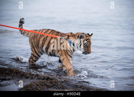 Dassow, Allemagne. Jan 9, 2017. Elsa le 4-month-old Siberian Tiger Cub baigne dans l'eau de la mer Baltique à Barendorf plage près de Dassow, Allemagne, le 9 janvier 2017. Elsa est né dans un cirque itinérant et a été rejetée par sa mère, donc la famille Farell de Luebeck, ont été l'éducation de ses à la main pendant des semaines. Le jeune animal est en raison d'un déplacement à partir de la maison familiale à sa propre pièce jointe à l'Tigerpark Gross-schwansee zoo en mars. Photo : Jens Büttner/dpa-Zentralbild/dpa/Alamy Live News Banque D'Images